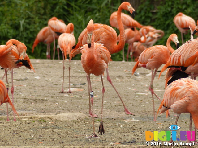 FZ030279 Caribbean Flamingos (Phoenicopterus ruber)